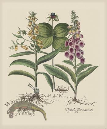 Besler 150 Colored  B2